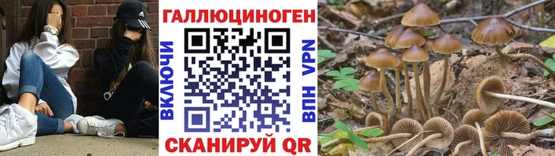 Псилоцибиновые грибы Psilocybine cubensis  Коркино 